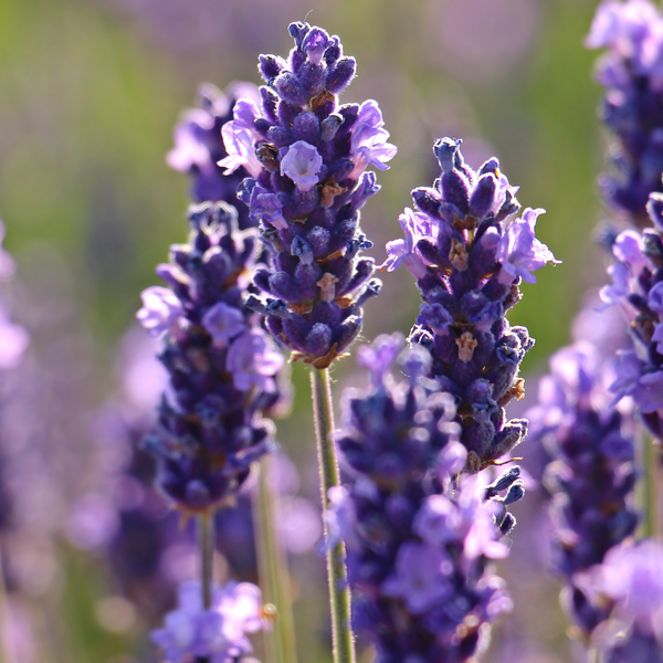 Five Amazing Benefits Of Lavender